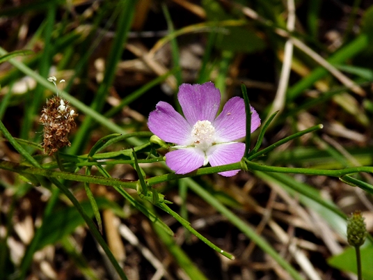 {Callirhoe pedata}